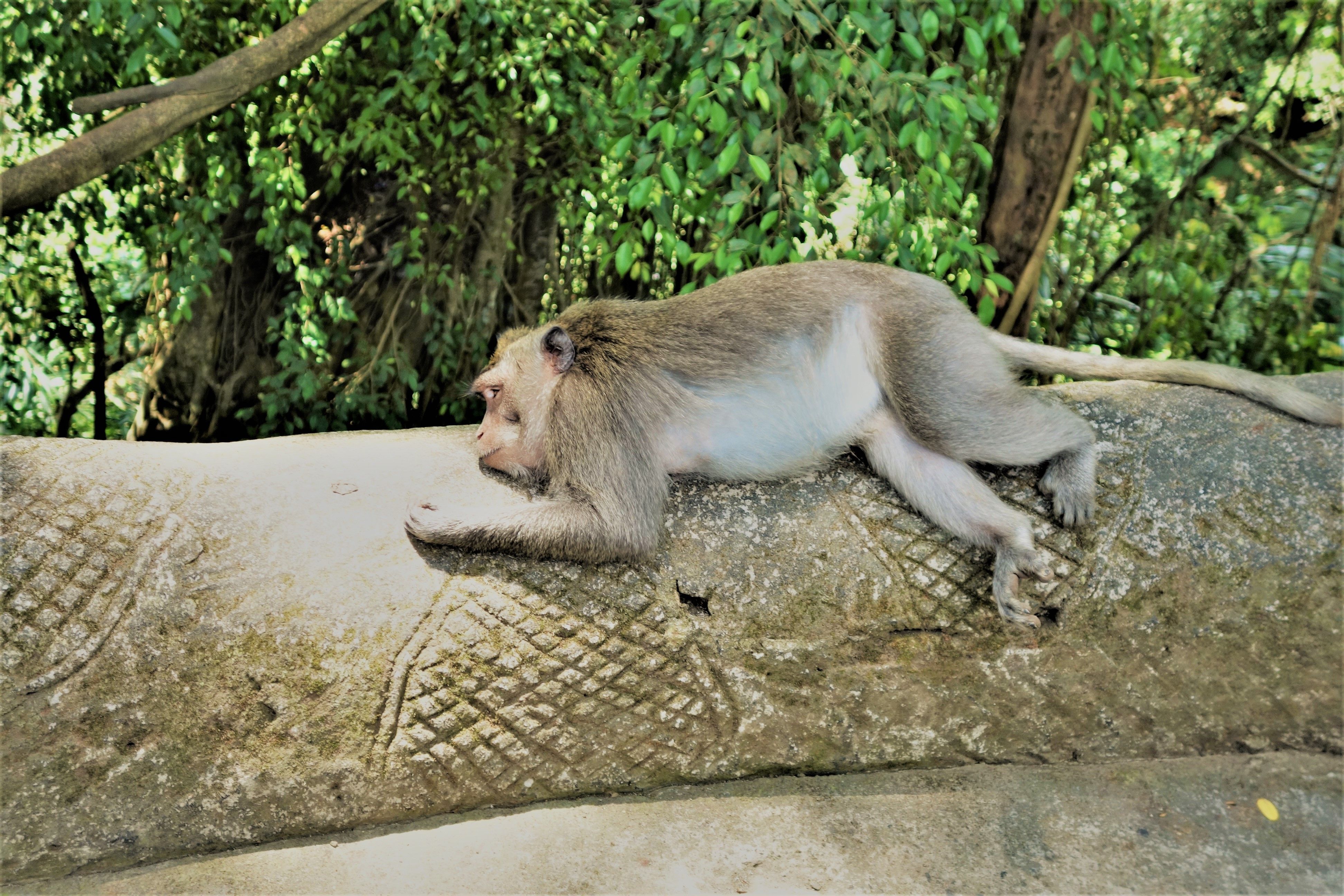 Ubud monkeys